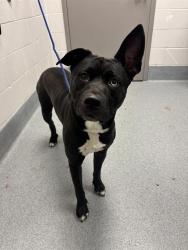 Shelter Stray Male Dog last seen Near, 2600 S Harding St, Indianapolis, IN 46221, USA