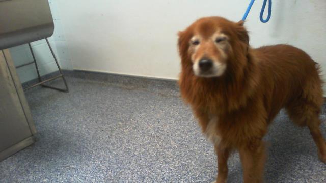 Shelter Stray Male Dog last seen CHARLOTTE, 8315 Byrum Dr, Charlotte, NC 28217, USA