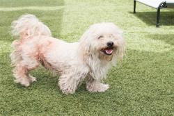 Shelter Stray Male Dog last seen MONTANA AND 6TH, 1640 9th St, Santa Monica, CA 90404, USA