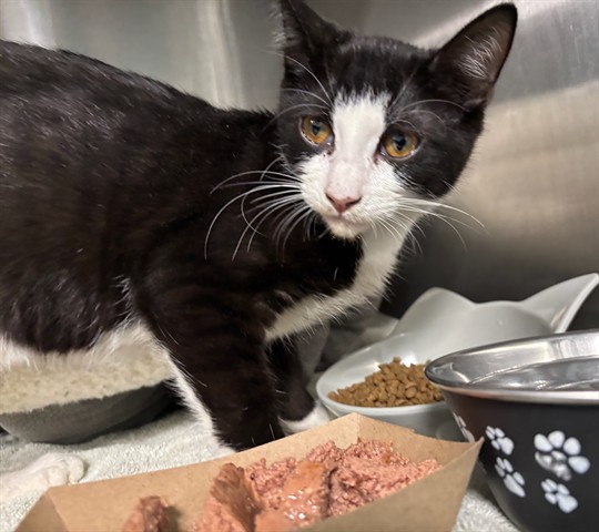 Shelter Stray Male Cat last seen BAY/OCEAN IN PARKING LOT UNDER A CAR, 1640 9th St, Santa Monica, CA 90404, USA