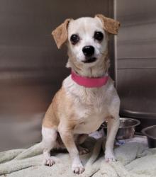 Shelter Stray Female Dog last seen , 1850 W 60th St, Los Angeles, CA 90047, USA