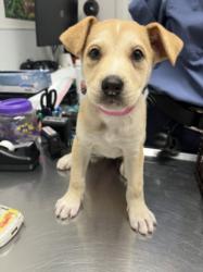 Shelter Stray Female Dog last seen , 1850 W 60th St, Los Angeles, CA 90047, USA
