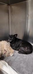 Shelter Stray Female Dog last seen , 1850 W 60th St, Los Angeles, CA 90047, USA