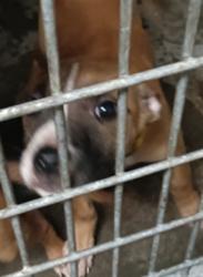 Shelter Stray Female Dog last seen , 1850 W 60th St, Los Angeles, CA 90047, USA
