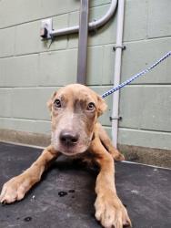 Shelter Stray Male Dog last seen Near BLOCK BROOKLYN RD, 2020 Forest St, Jacksonville, FL 32204, USA
