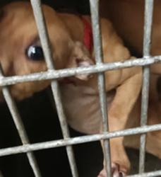 Shelter Stray Female Dog last seen , 1850 W 60th St, Los Angeles, CA 90047, USA