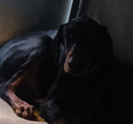 Shelter Stray Male Dog last seen , 1850 W 60th St, Los Angeles, CA 90047, USA