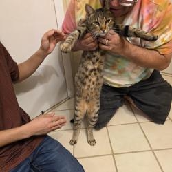 Found/Stray Male Cat last seen Kastal court Ridge, Ridge, NY 11961