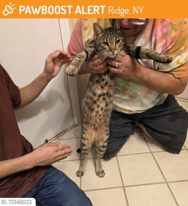 Found/Stray Male Cat last seen Kastal court Ridge, Ridge, NY 11961