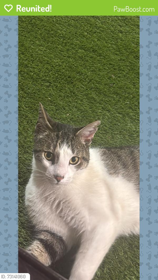Reunited Male Cat last seen Dempster, Skokie, IL 60076