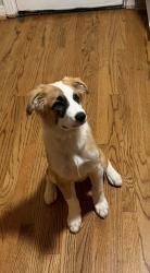 Found/Stray Unknown Dog last seen On the walking trial, Fort Worth, TX 76114