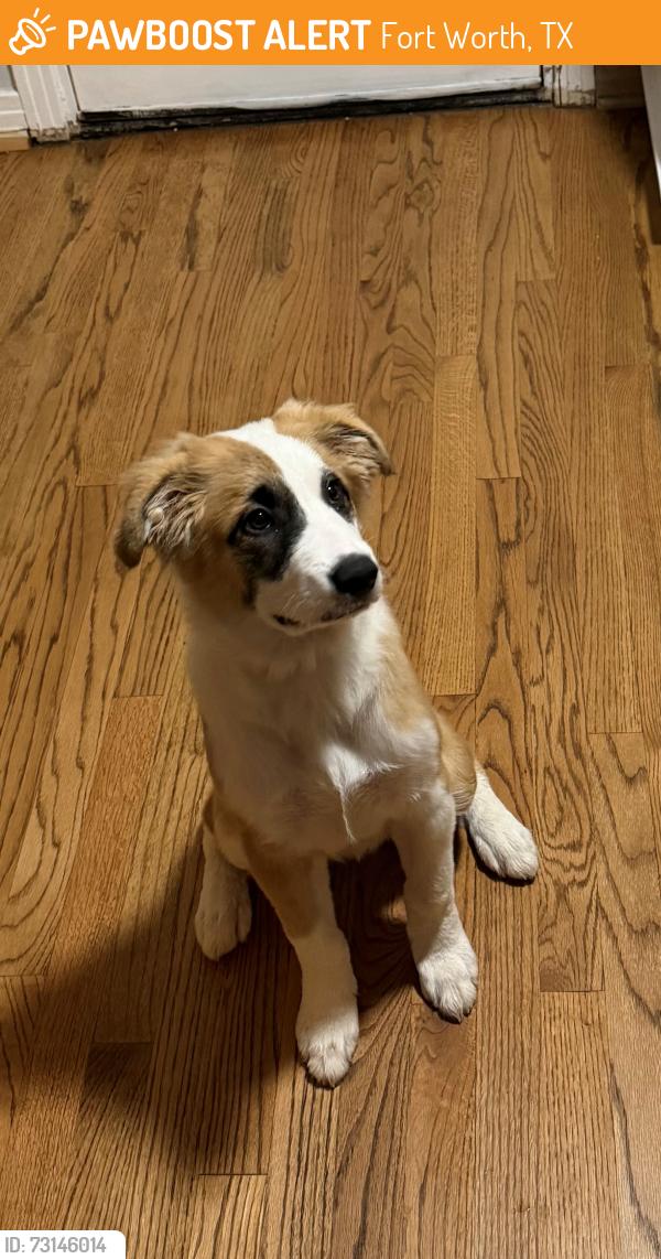 Found/Stray Unknown Dog last seen On the walking trial, Fort Worth, TX 76114