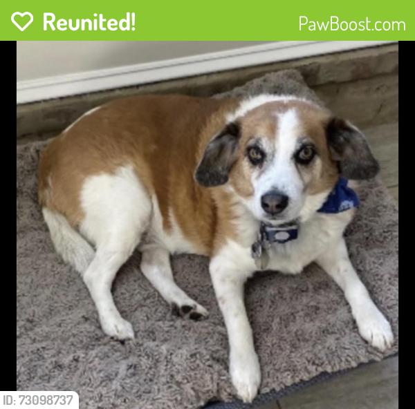 Reunited Male Dog last seen Germantown Rd / Crestridge Rd, Memphis, TN 38119