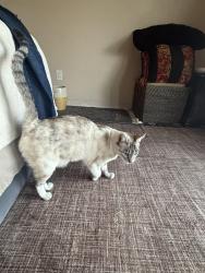 Found/Stray Unknown Cat last seen Via Estudio, Laguna Niguel, CA 92677