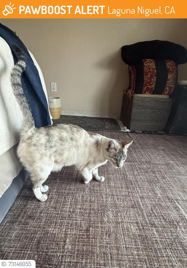 Found/Stray Unknown Cat last seen Via Estudio, Laguna Niguel, CA 92677