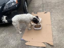 Found/Stray Female Dog last seen S. Cooper@Green Oaks, Arlington, TX 76017