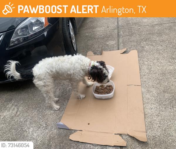 Found/Stray Female Dog last seen S. Cooper@Green Oaks, Arlington, TX 76017
