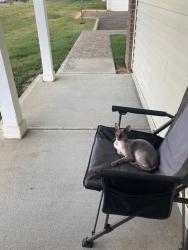 Lost Male Cat last seen Near Central Crossing High School, Grove City, OH 43123