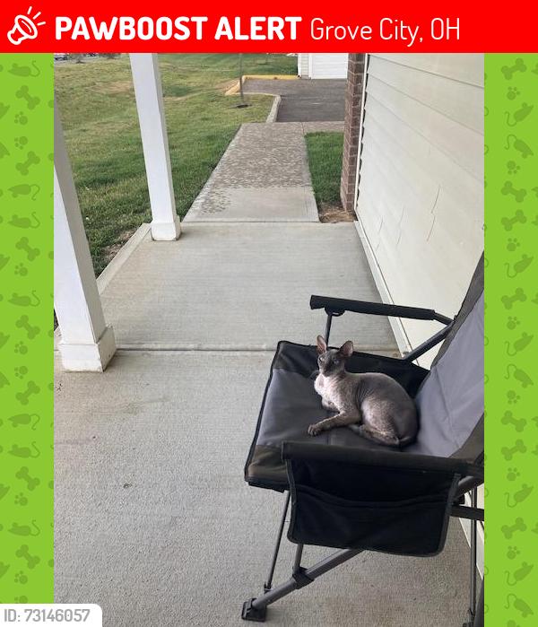 Lost Male Cat last seen Near Central Crossing High School, Grove City, OH 43123