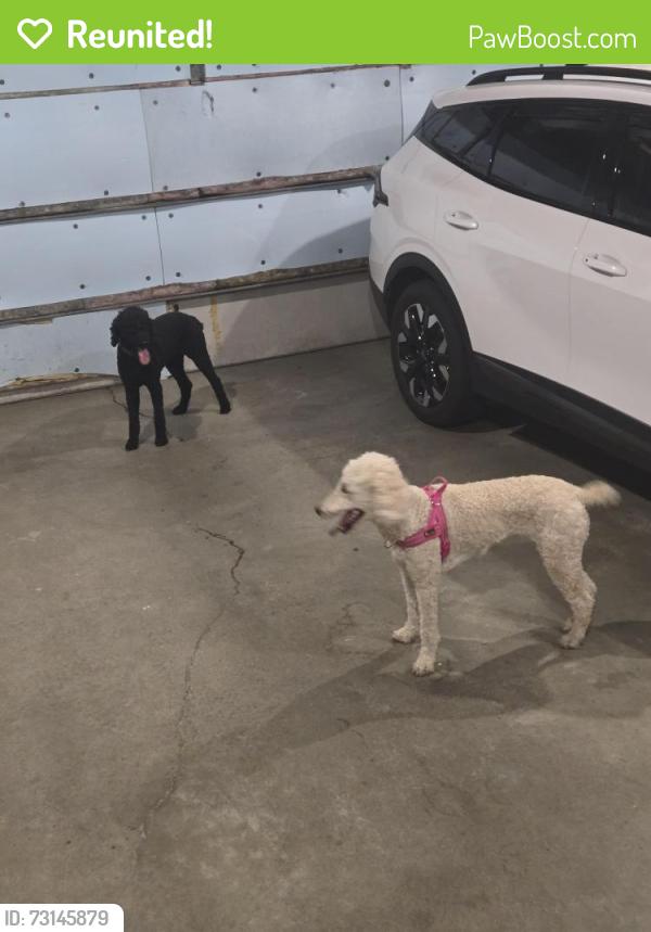 Reunited Female Dog last seen Bitterroot, Sioux Falls, SD 57108
