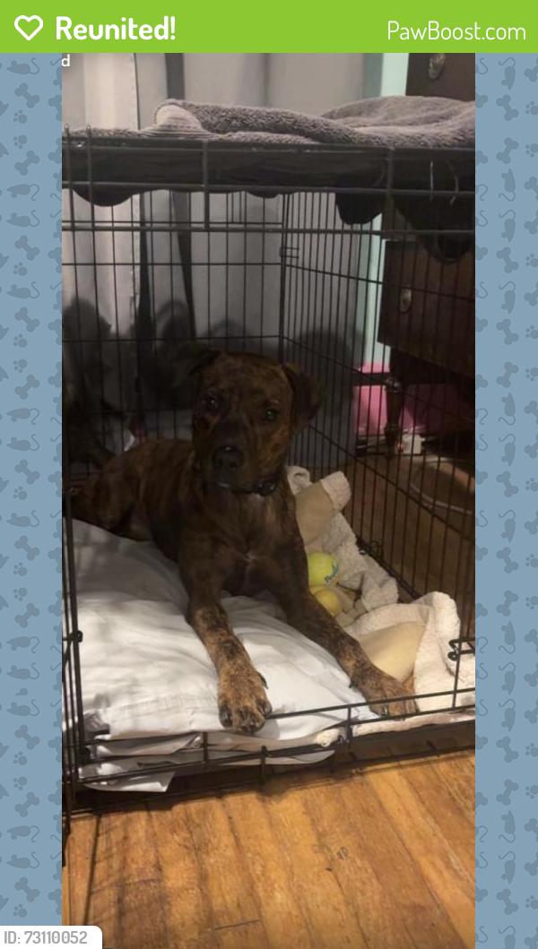 Reunited Male Dog last seen rugg st, Cincinnati, OH 45231