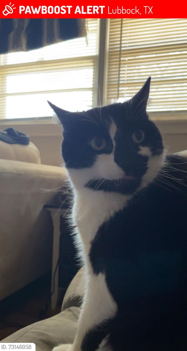 Lost Male Cat last seen Near 25th Street, Lubbock, TX 79410