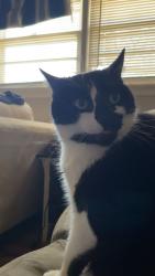 Lost Male Cat last seen Near 25th Street, Lubbock, TX 79410