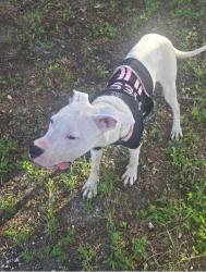 Found/Stray Male Dog last seen Fort Lauderdale airport, Fort Lauderdale, FL 33301