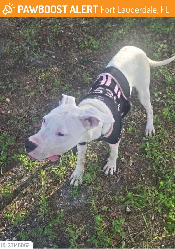 Found/Stray Male Dog last seen Fort Lauderdale airport, Fort Lauderdale, FL 33301