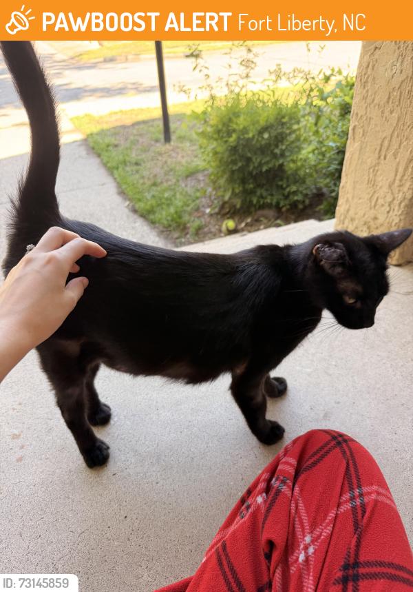Found/Stray Unknown Cat last seen Sturgis St, Fort Bragg, Fort Liberty, NC 28307