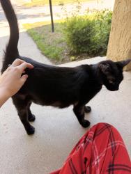 Found/Stray Unknown Cat last seen Sturgis St, Fort Bragg, Fort Liberty, NC 28307