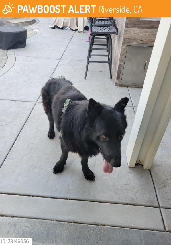 Found/Stray Unknown Dog last seen La Sierra, south of Victoria, Riverside, CA 92503