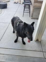 Found/Stray Unknown Dog last seen La Sierra, south of Victoria, Riverside, CA 92503