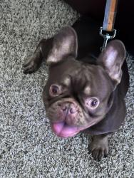 Reunited Male Dog last seen Fremont and Ruth st, Saint Paul, MN 55119