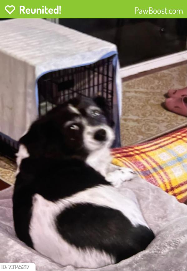 Reunited Female Dog last seen 4th and Turner, Ontario, CA 91764