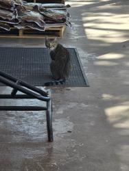 Found/Stray Unknown Cat last seen Maybank & River Rd, Charleston, SC 29455