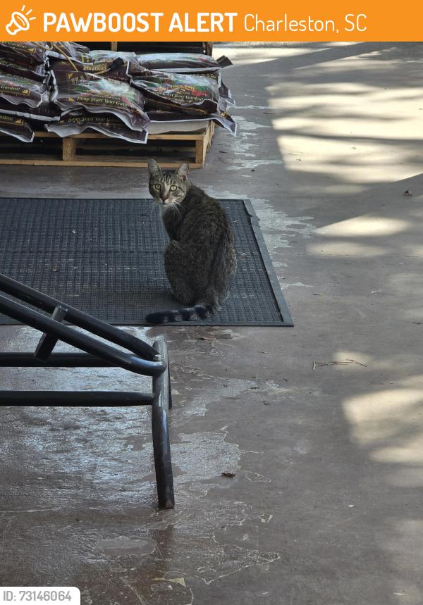 Found/Stray Unknown Cat last seen Maybank & River Rd, Charleston, SC 29455