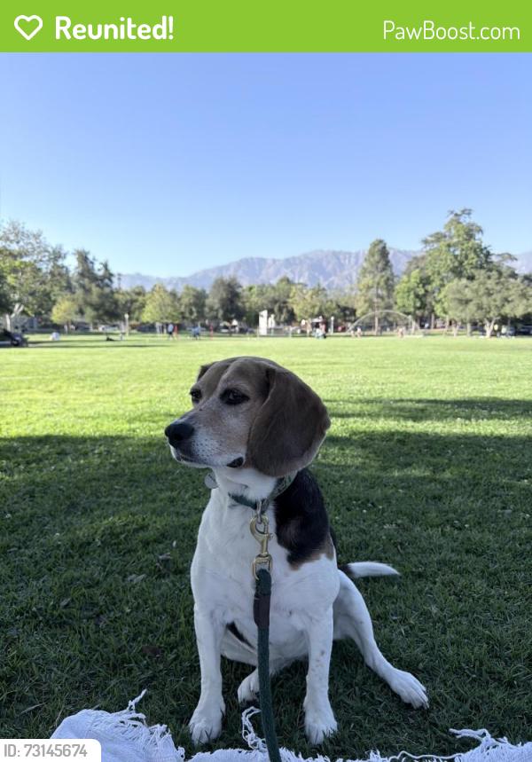 Reunited Female Dog last seen Orange Grove and Lake Blvd, Bungalow Heaven, Pasadena, CA 91106