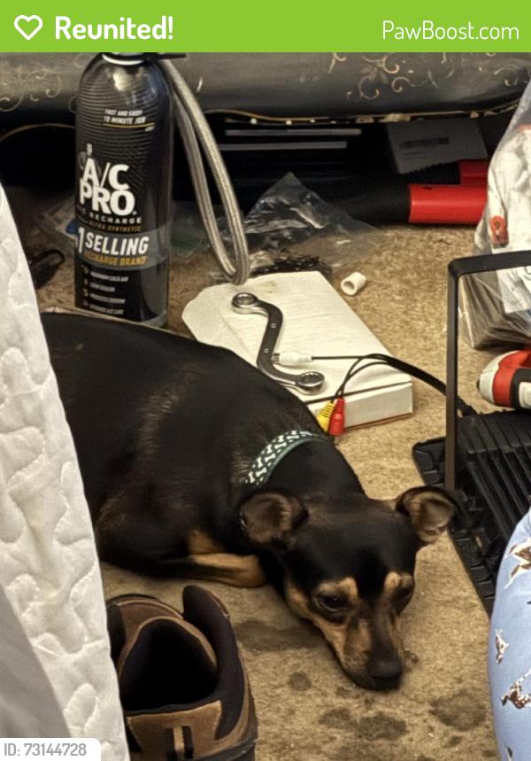 Reunited Female Dog last seen Near E Valley Blvd, Walnut, CA 91789, USA, Walnut, CA 91789