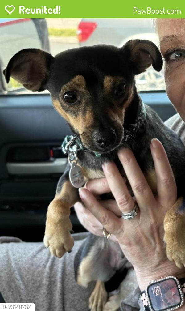 Reunited Female Dog last seen Near Lemon Creek Dr, Walnut, CA 91789, USA, Walnut, CA 91789