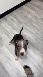 Found/Stray Male Dog last seen Old Rome Road and Kingston Hwy, Kingston, GA 30145