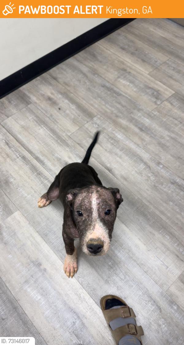 Found/Stray Male Dog last seen Old Rome Road and Kingston Hwy, Kingston, GA 30145