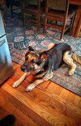 Reunited Male Dog last seen Green Meadows Drive, Lexington NC, Lexington, NC 27292