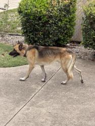 Found/Stray Male Dog last seen Palm Harbor Homes, Burleson, TX 76028