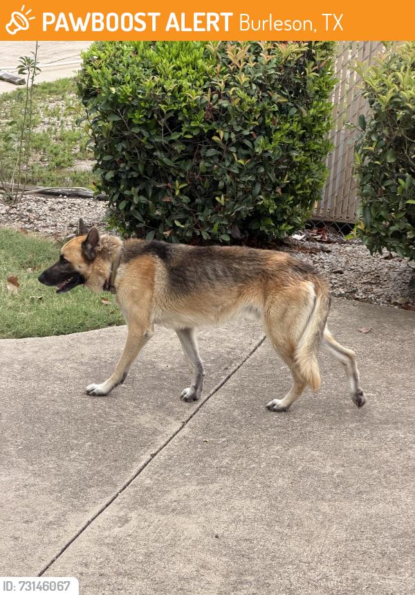 Found/Stray Male Dog last seen Palm Harbor Homes, Burleson, TX 76028