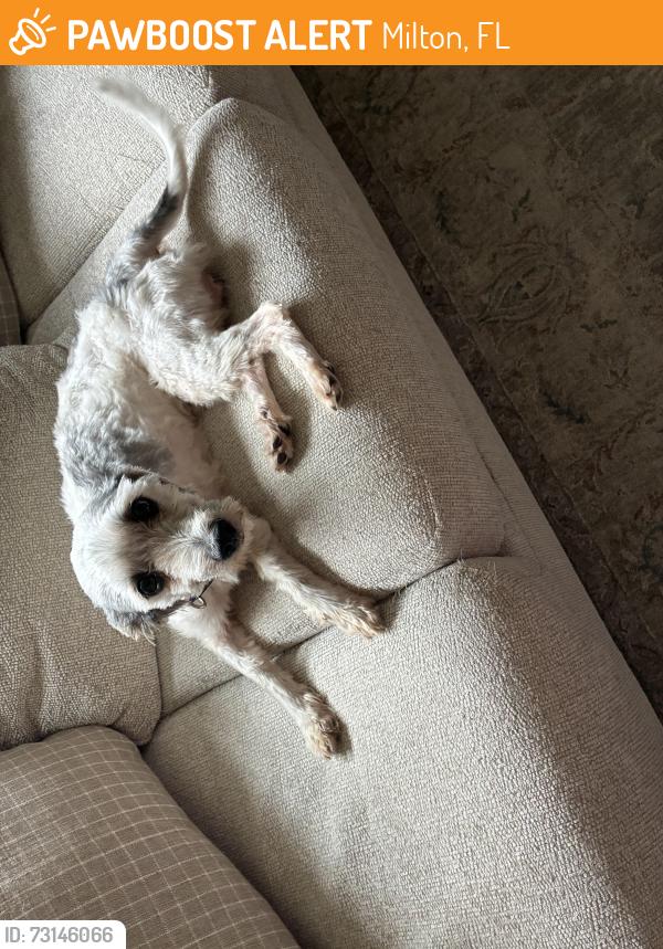 Found/Stray Male Dog last seen John Dandg, Milton, FL 32570