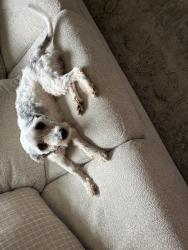 Found/Stray Male Dog last seen John Dandg, Milton, FL 32570