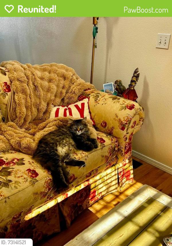 Reunited Female Cat last seen Wagon trails neighborhood Bridfle Pass and Austin Bluffs, Colorado Springs, CO 80923