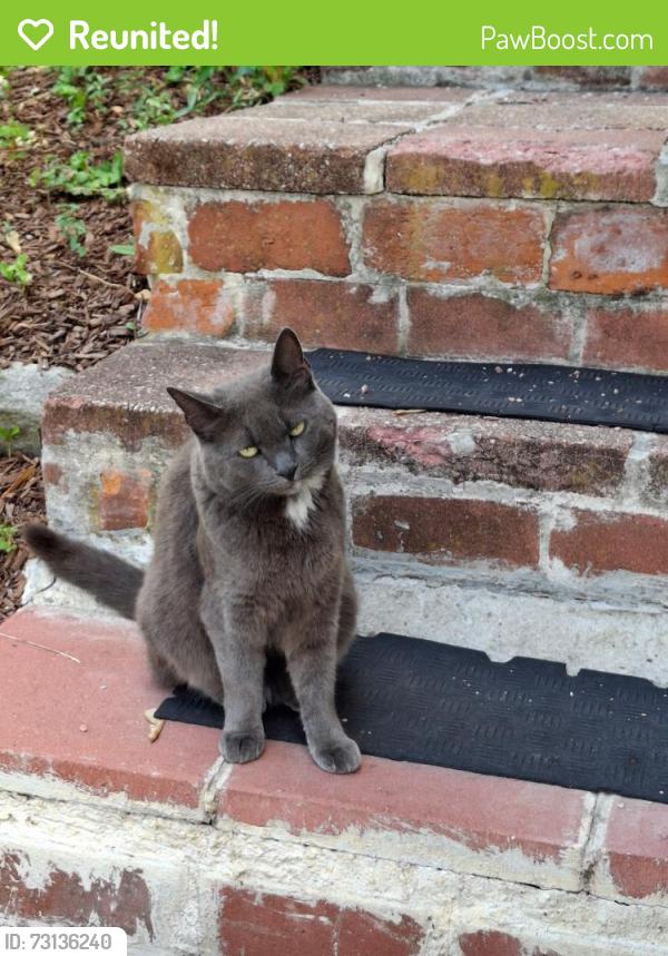 Reunited Female Cat last seen Revere, Revere, MA 02151