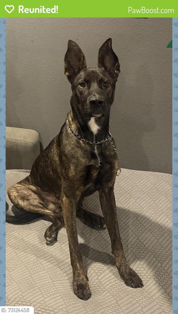 Reunited Male Dog last seen Cornell street and Darthmouth, Hemet, CA 92545